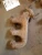 1982-1988 Mercury Cougar 3.8L Left Used Exhaust Manifold E2AE-9431-CB