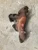Nissan Elgrand 2.5L / 3.5L Left Header V6 Used Exhaust Manifold