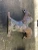 Nissan Note 1.4L Used Exhaust Manifold