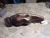 2001-2007 Volkswagen Touareg Right Used Exhaust Manifold
