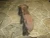 2006-2009 Buick / Pontiac LaCrosse / Lucerne / Grand Prix Right Rear Used Exhaust Manifold