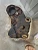 2005-2010 Chevrolet Cobalt Used OEM Timing Cover