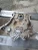 2011-2023 Chrysler 300 3.6L Used Timing Cover 3553890