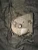 2003-2005 Honda Accord 3.0L Right Front J30A4 Used Timing Cover