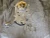 1997-2000 Lexus GS400 / LS400 4.0L Left Used Timing Cover