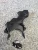 1990-2005 Mazda Miata Lower Used Timing Cover