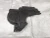 1990-2005 Mazda Miata Used Timing Cover