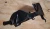 2018 Mazda 5 / MX-5 Left Rear Used Valve Cover