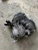 2009-2019 Nissan 370Z Right Used OEM Timing Cover