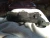 1972 Pontiac GTO Used Exhaust Manifold