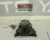 2009 Pontiac G8 Front Used OEM Timing Cover