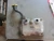 2000-2004 Subaru Legacy / Outback Left Used OEM Valve Cover