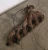Toyota Supra / 86 Used Exhaust Manifold