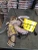 2014 Volkswagen Beetle 1.8L Turbo Used Exhaust Manifold