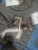 Volkswagen Golf 1.4L Used Exhaust Manifold