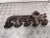 2003 Volvo S60 Diesel Used Exhaust Manifold