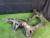1998 94 Nissan Skyline R33 GTR OEM Rear Subframe used OEM rear subframe and crossmember