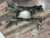 2016-2023 Mazda MX-5 Miata Rear Subframe Cross Member OEM used OEM rear subframe and crossmember