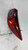 2015 Mazda 3 Sedan Quarter Panel Moun Used OEM Right Tail Light Assembly used OEM tail light assembly