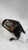 2013 Cadillac Srx Power Power Folding Opt DR4 W/O Et Used OEM Left Door Mirror used OEM door mirror
