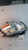 2011 Nissan Versa Left Used OEM Left Headlight Assembly used OEM headlight assembly