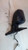 2000 Honda Accord Power Sdn Non-Heated Right Used OEM Right Door Mirror used OEM door mirror