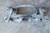 06-15 MAZDA MIATA MX-5 OEM REAR SUB FRAME SUBFRAME CROSSMEMBER used OEM rear subframe and crossmember