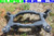 OEM BMW E84 X1 13-15 Rear Suspension K Frame Subframe Crossmember 33316792474 used OEM rear subframe and crossmember