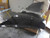 2017 Infiniti q70 Used OEM hood used OEM hood