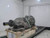 Hyundai Genesis 2011 Automatic Transmission OEM Used Blue 125K Miles used OEM transmission assembly