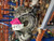 2009 Audi A4 Silver Automatic Transmission OEM Runs & Drives Used used OEM transmission assembly