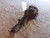 2008-2014 Subaru Tribeca Rear Axle Differential Carrier 3.58 Ratio OEM used OEM differential carrier