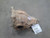2011-2013 Dodge Charger 5.7L RWD Rear Axle Differential Carrier 3.06 Ratio OEM used OEM differential carrier
