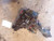 2001-2007 Toyota Sequoia Front Axle Differential Carrier Assembly 4.10 Ratio OEM Used used OEM differential carrier