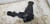 2005-2015 Toyota Tacoma Front Axle Differential Carrier Assembly 3.73 Ratio OEM Used used OEM differential carrier