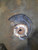 2016-2022 Honda Pilot Driver Left Front Spindle Knuckle OEM used OEM steering knuckle