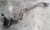 2013-2015 Honda Civic Power Steering Gear Rack and Pinion OEM 13 14 15 used OEM rack and pinion assembly