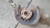 2010-2015 Lexus RX350 Driver Left Front Spindle Knuckle OEM used OEM steering knuckle