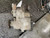 2010-2011 Ford Ranger Transfer Case Assembly OEM used OEM transfer case