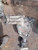 2008-2017 Chevrolet Equinox Transfer Case Assembly OEM used OEM transfer case