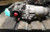 2004-2005 Honda Element Rear Axle Carrier Differential Assembly Used OEM used OEM differential carrier