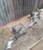2013-2014 Ford Fusion Power Steering Gear Rack And Pinion OEM Thru 04/22/14 used OEM rack and pinion assembly