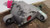 2016- 2020 Chevrolet Camaro 3.6L AT Rear Axle Differential Carrier OEM Assembly Used used OEM differential carrier