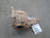 2011-2014 Dodge Charger Rear Axle Differential Carrier Assembly Oem Used used OEM differential carrier