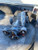 2016- 2020 Chevrolet Camaro AT 3.6L Rear Axle Differential Carrier Assembly OEM Used used OEM differential carrier