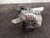 2012-2018 Ford Focus Alternator Generator Charging Assembly Engine 4 Rib Oem used OEM alternator