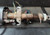 2003-2007 Chevy Silverado GMC Sierra 1500 Steering Column Assy radio control OEM used OEM steering column