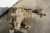 2013-2021 Dodge Ram 1500 Front Axle Differential-Carrier Assembly 3.21 Ratio OEM Used used OEM differential carrier