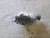 2007-2019 Lexus IS300 Front Axle Differential Carrier 3.769 Ratio AWD Used used OEM differential carrier