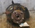 Hyundai Elantra 2013-2017 Passenger Right Front Spindle Knuckle OEM used OEM spindle or steering knuckle